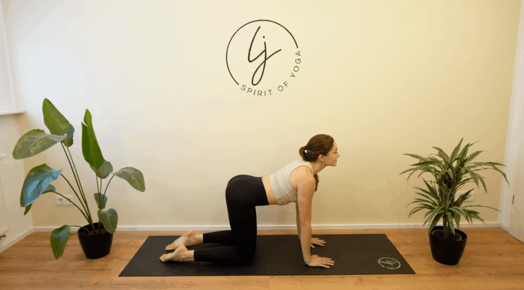 13 - katze kuh nach oben-min