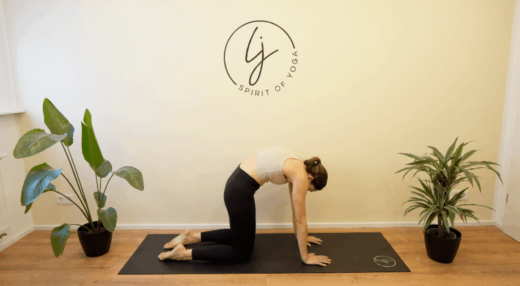 14 - katze kuh nach unten-min