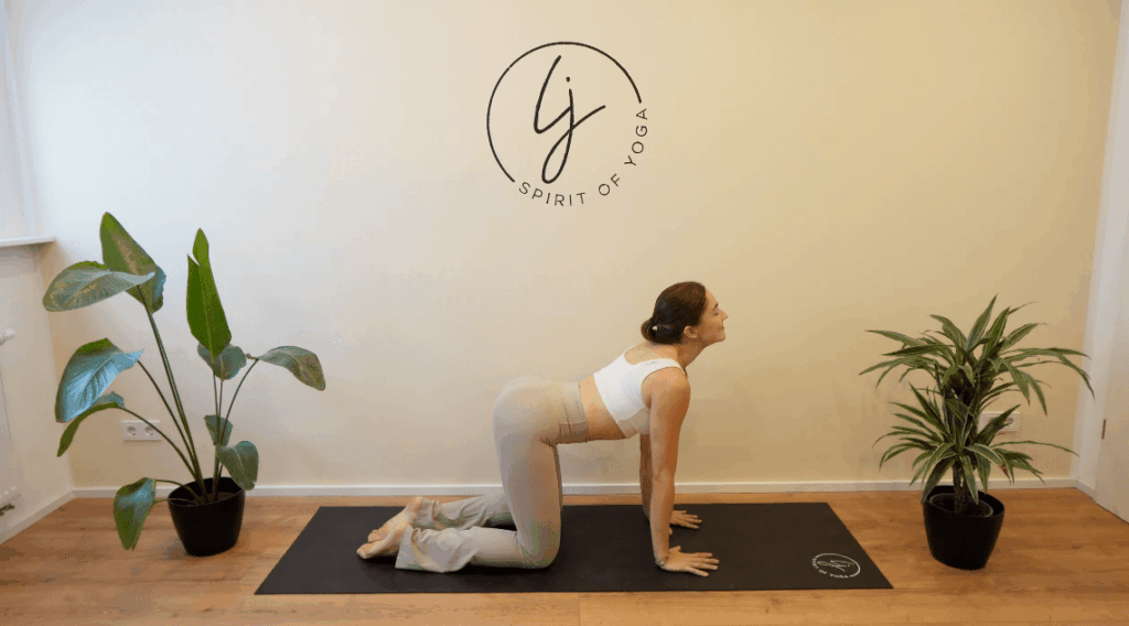 9 - katze kuh unten-min